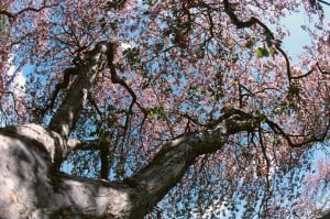 Living with Nature: What Steps Can We Take?