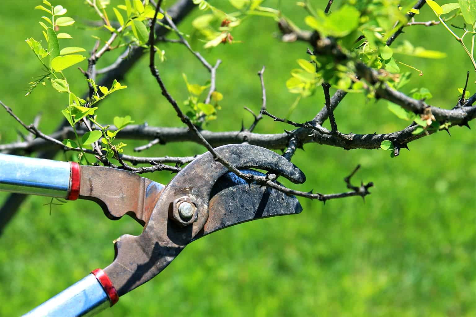 pruning a mature fruit tree
