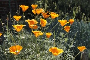 California-poppy-Escholzia-californica_2