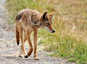 urban-coyotes-on-the-prowl