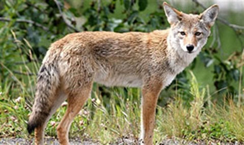 coyote