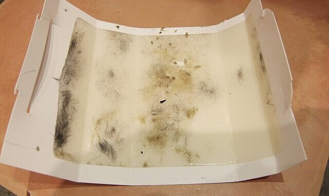 Glue_trap_with_hair