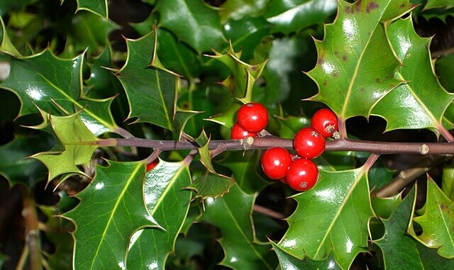 Holly_plant_delight_(4223446276)