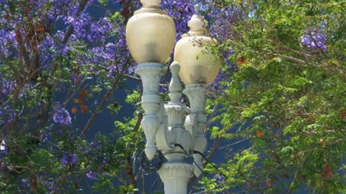 photo-jacarandatree-streetlight-reduced