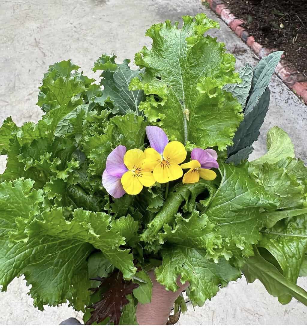 Planting in the Shade – Culver City Crossroads